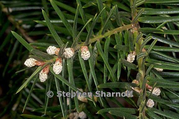 torreya californica 2 graphic